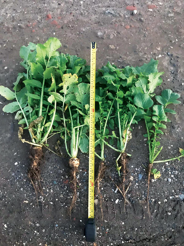 Cover crop length represented with a tape measure