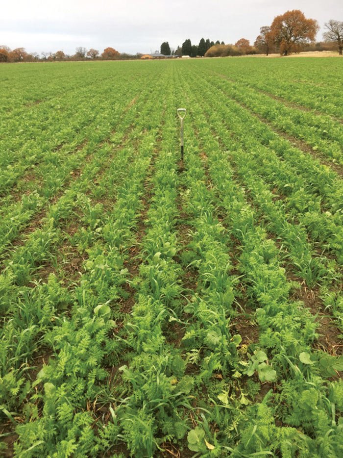 A cover crop field