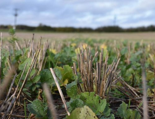 Twenty Innovative East Riding Farmers Using ‘Pop-Up Rainforests’ To Improve Soil Quality And Reduce Flooding