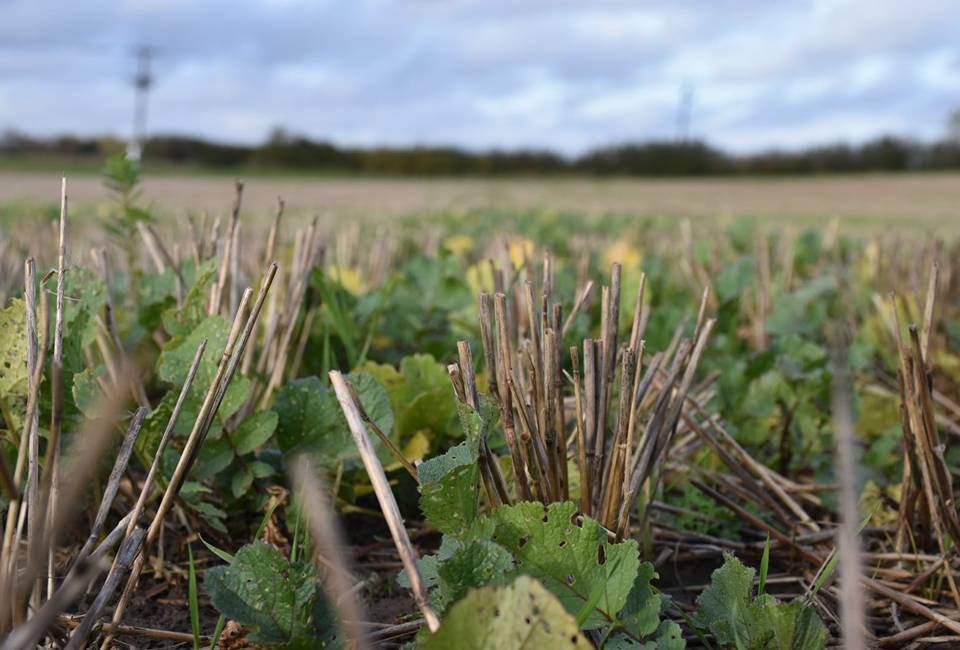 Stubble field with cover crop